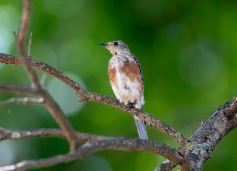 Eastern Bluebird Stock Photos