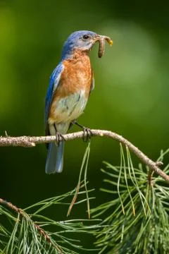 Eastern Bluebird Stock Photos