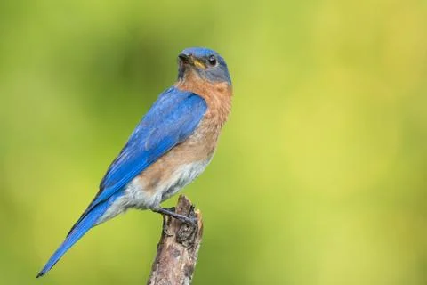 Eastern Bluebird Stock Photos