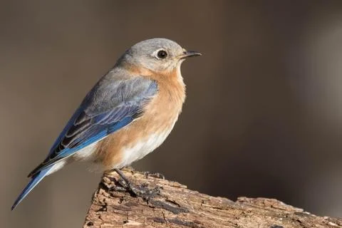 Eastern Bluebird Stock Photos