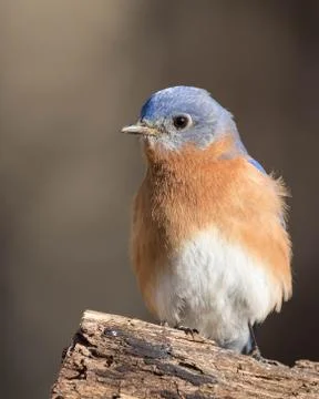 Eastern Bluebird Stock Photos
