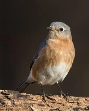 Eastern Bluebird Stock Photos