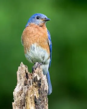 Eastern Bluebird Stock Photos