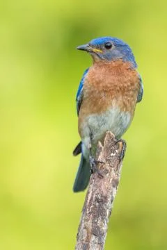Eastern Bluebird Stock Photos