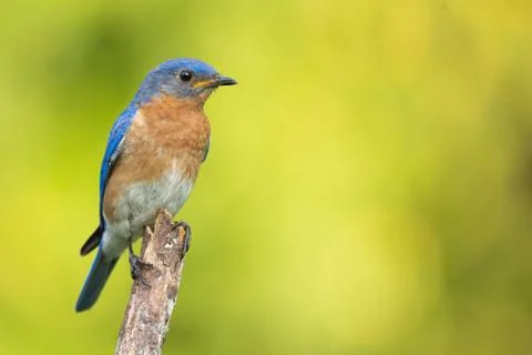 Eastern Bluebird Stock Photos