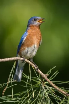 Eastern Bluebird Stock Photos