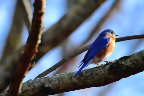 Eastern Bluebird Stock Photos