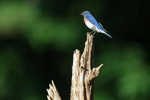 Eastern Bluebird Stock Photos