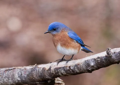 Eastern Bluebird Fotos de archivo