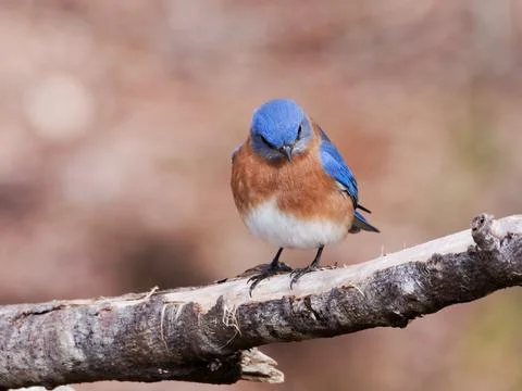Eastern Bluebird Stock Photos
