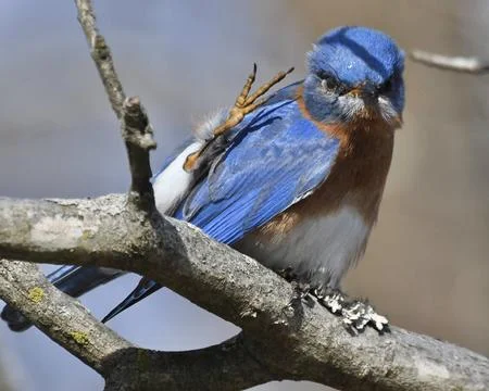 Eastern Bluebird Stock Photos