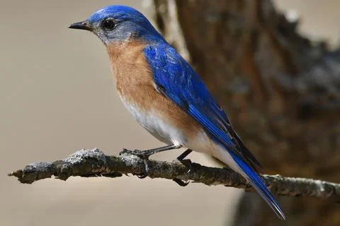 Eastern Bluebird Stock Photos