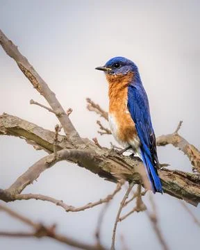 Eastern Bluebird Stock Photos
