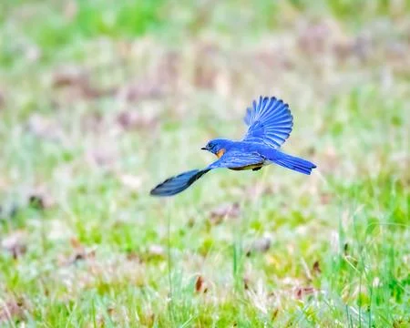 Eastern Bluebird Stock Photos