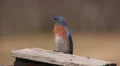 Eastern Bluebird (Sialia sialis) - Male 1 HD Footage