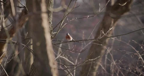Eastern Bluebird sitting on tree branch, flys away, 4k Stock Footage 234207220