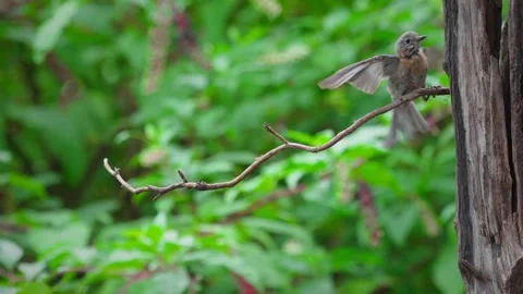 Eastern Bluebird Swooping Past Fledgling Perched on Branch Stock Footage 342732008
