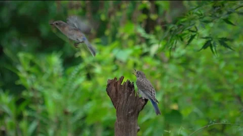 Eastern Bluebird Swooping Past Perched Juvenile on Branch Stock Footage 342655709