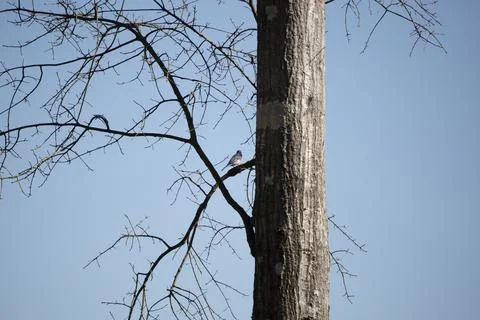 Eastern Bluebird on a Tree Stock Photos