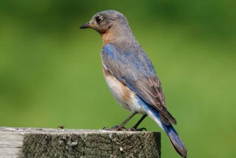 Eastern bluebird2 Stock Photos