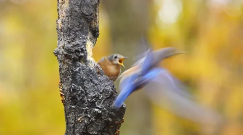 Eastern Bluebirds Vídeo Stock 57169528