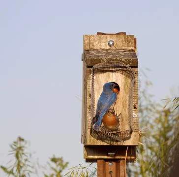 Eastern bluebirds Foto stock