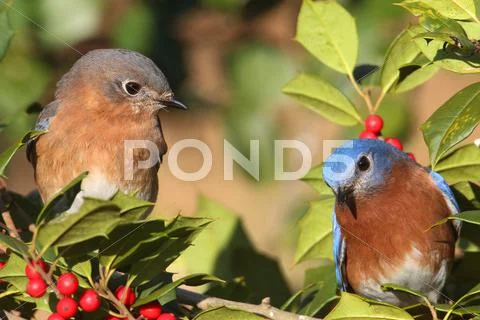 Eastern bluebirds Stock Photos