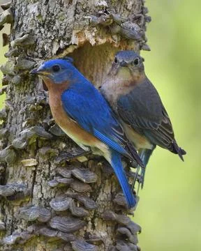 Eastern Bluebirds Stock Photos
