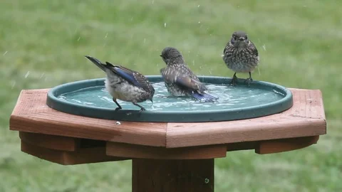 Eastern Bluebirds (Sialia sialis) in a bird bath Stock Footage