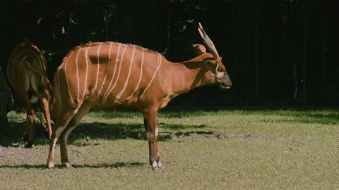Eastern bongo also known as the mountain bongo in natural background Stock Footage 119679580