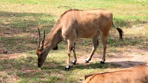 Eastern Bongo Antelope Grazing 動画素材 338392914