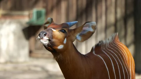 Eastern Bongo Antelope Profile Close Up In Sunny Enclosure Stock-Footage 333645111