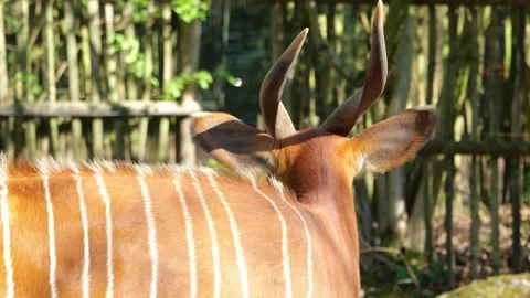 Eastern Bongo Antelope Standing In Sunlit Forest Enclosure 動画素材 333645501