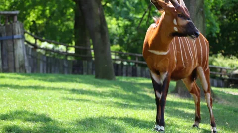 Eastern Bongo Antelope (Tragelaphus eurycerus) Stock Footage 39469344