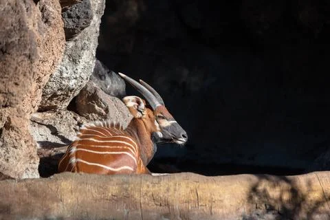 Eastern bongo (Tragelaphus eurycerus isaaci) Stock Photos