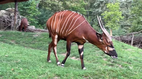 Eastern bongo walking grazing in green meadow wildlife cinematic footage Stock Footage 204125816