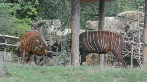 Eastern bongo. The world of animals. HD background video clip. HD stock footage. Stock Footage 204125435