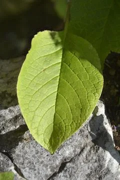 Eastern borage Stock Photos
