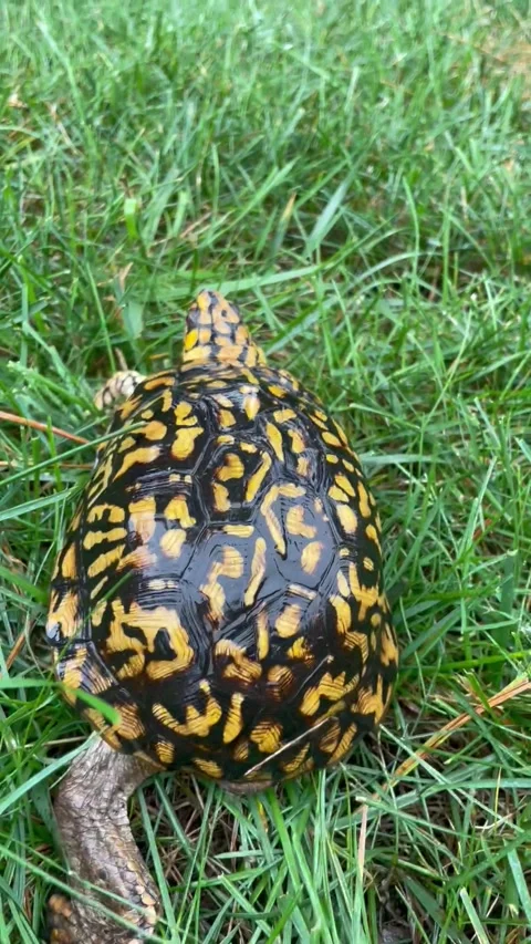Eastern Box Male Turtle Walking in the Grass Stock Footage 208228784