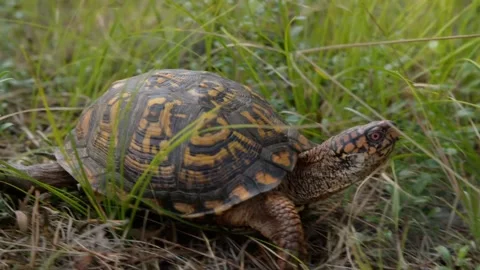 Eastern Box Turtle #1 Stock Footage 272452118