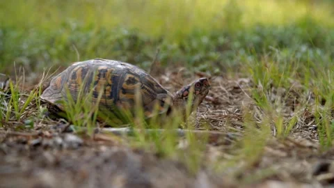 Eastern Box Turtle #2 Stock Footage 272526436