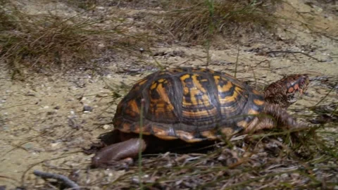 Eastern Box Turtle #3 Stock Footage 272452126
