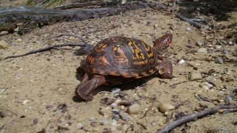Eastern Box Turtle #4 Stock Footage 272452148