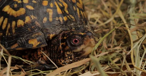 Eastern Box Turtle Close Up Stock Footage 199482726