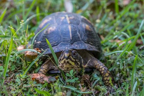 Eastern box turtle closeup Stock Photos