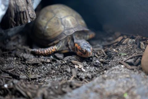 Eastern box turtle crawling on natural ground habitat 库存照片