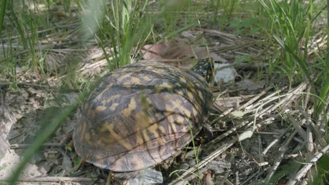 Eastern box turtle crawling into sunlight on twigs in the garden near Stock Footage 205986763