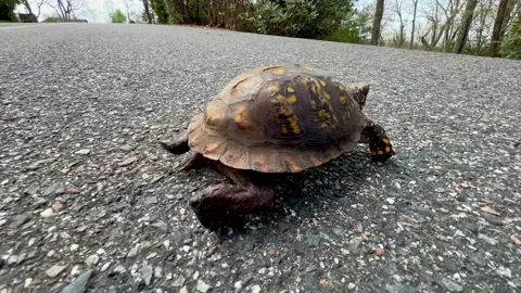 Eastern box turtle crawls Stock Footage 308435827
