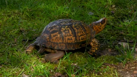 Eastern Box Turtle, crossing lawn, E North America Stock Footage 130756538