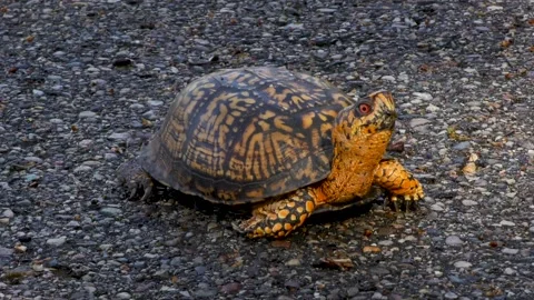 Eastern Box Turtle, crossing road, E North America Stock Footage 130756157